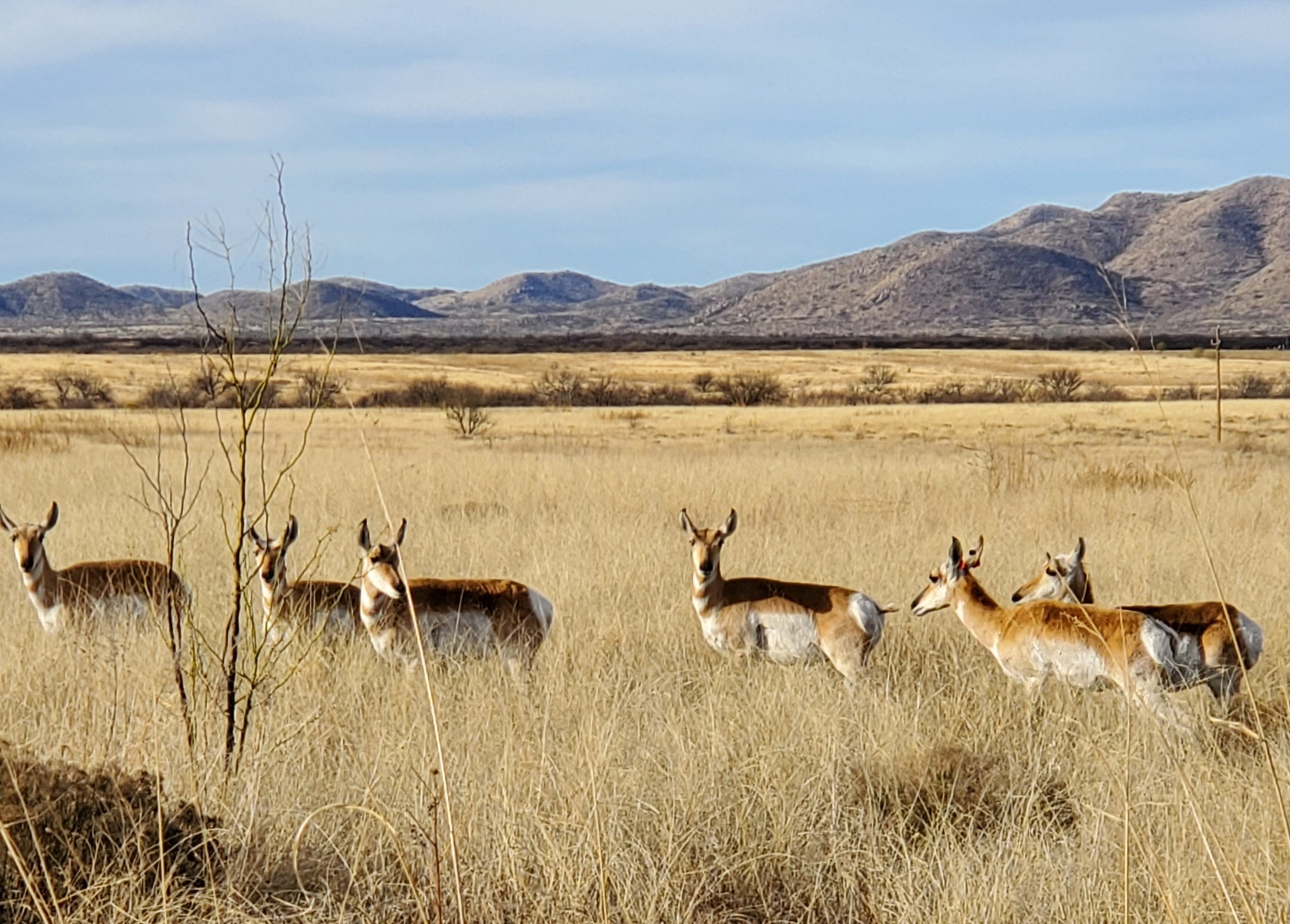 Buenos Aires National Wildlife Refuge Wilderness Volunteers   20220227 WV AZ BANWR  3 3 2022 8 14 29 AM X4 