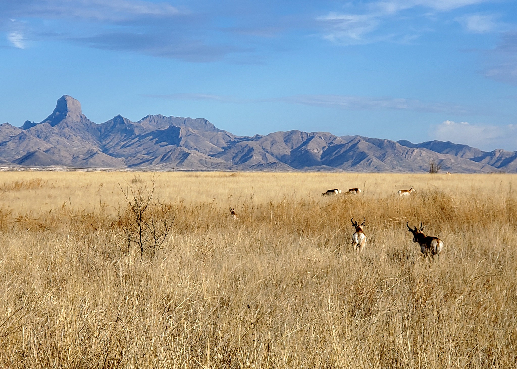 Buenos Aires National Wildlife Refuge Wilderness Volunteers   20220227 WV AZ BANWR  3 3 2022 8 15 28 AM X4 