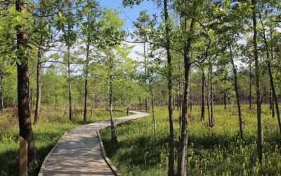 Play a BIG Role on the 2025 Big Thicket National Preserve project!